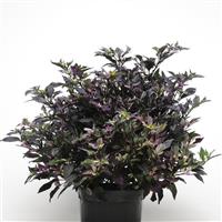 Ornamental Pepper Purple Flash Container