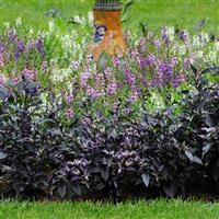 Ornamental Pepper Purple Flash Landscape