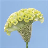 Celosia Spring Green Bloom