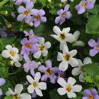Bacopa Utopia Bloom