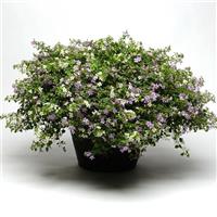 Bacopa Utopia Container