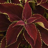 Coleus, Premium Sun Ruby Heart Bloom
