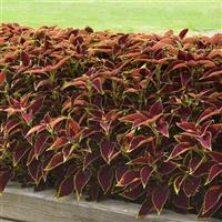 Coleus, Premium Sun Ruby Heart Commercial Landscape 1