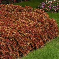 Coleus, Premium Sun Ruby Heart Commercial Landscape 2