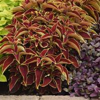 Coleus, Premium Sun Ruby Heart Landscape