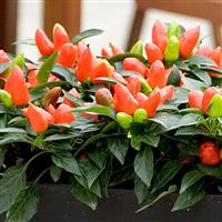 Samba Dark Orange Bloom