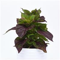 Celosia Foliage, Sol™ Gekko Green Bloom