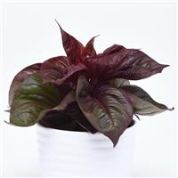 Celosia Foliage, Sol™ Lizzard Leaf Bloom