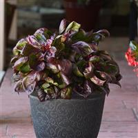 Celosia Foliage, Sol™ Lizzard Leaf Container
