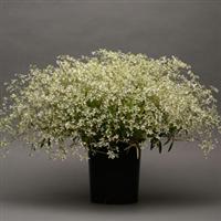 Euphorbia Glamour Container