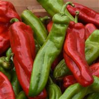 Pepper Peppi Cornissimo Bloom