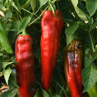 Pepper PeppiGrande Red Bloom