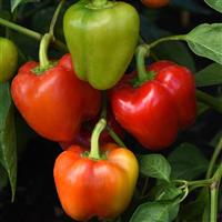 Pepper Prism Bloom