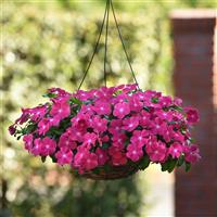 Mediterranean XP Hot Rose Basket
