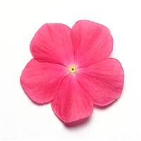 Mediterranean XP Hot Rose Bloom