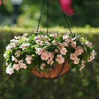 Mediterranean XP Peach Basket