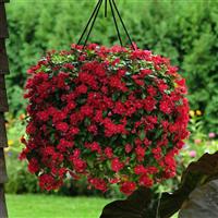 Mediterranean XP Red Basket