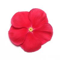 Mediterranean XP Red Bloom