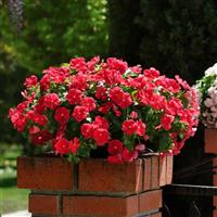 Mediterranean XP Red Container