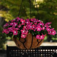 Mediterranean XP Rose Halo Basket