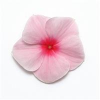 Mediterranean XP Strawberry Bloom