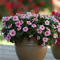 Mediterranean XP Strawberry Container