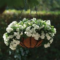 Mediterranean XP White Basket