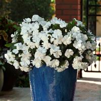 Mediterranean XP White Container