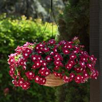 Mediterranean XP Burgundy Halo Basket