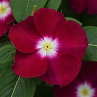 Mediterranean XP Burgundy Halo Bloom