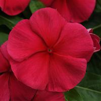 Mediterranean XP Dark Red Bloom