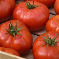 Tomato WonderStar™ Red Container