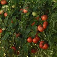 Tomato WonderStar™ Red Garden