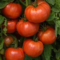Tomato WonderStar™ Red Vegetables