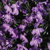 Lobelia Crystal Palace Bloom