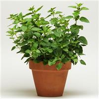 SimplyHerbs™ Oregano Bloom