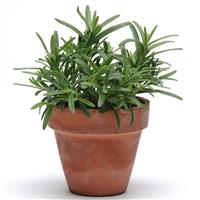 SimplyHerbs™ Rosemary Bloom