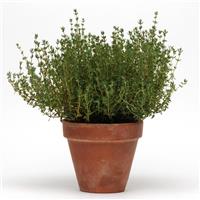 SimplyHerbs™ Thyme Bloom