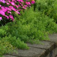 Asparagus FuzzyFern™ Frizz Commercial Landscape 2