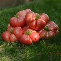 Tomato Heirloom Marriage™ Big Brandy Bloom