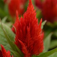 First Flame™ Scarlet Bloom