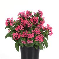Sweet Talk™ Deep Pink Container