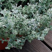 Helichrysum Silver Mist Bloom