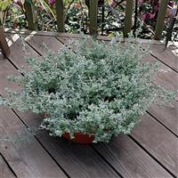 Helichrysum Silver Mist Container