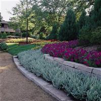 Helichrysum Silver Mist Landscape