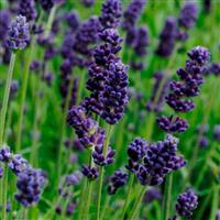 Lavandula Lavance Deep Purple Bloom
