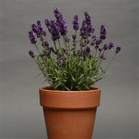 Lavandula Lavance Deep Purple Container