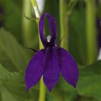 Starship™ Blue Bloom