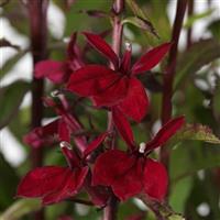 Starship™ Burgundy Bloom