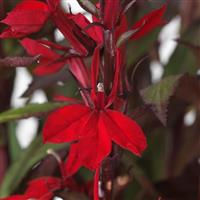 Starship™ Scarlet Bloom